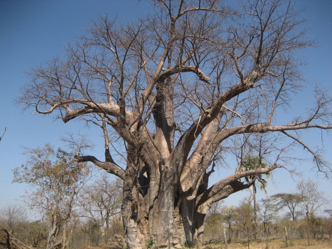 Baobab Photo taken by daveandlolo