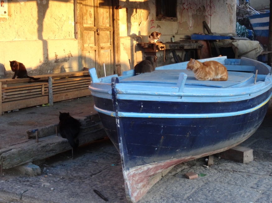 Cats in Pozzuoli wait for the catch to come home
