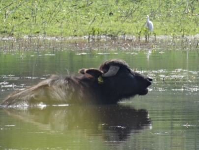 Water buffalo on the edge of Lago Patria
