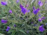 Wild flowers on Capo Miseno