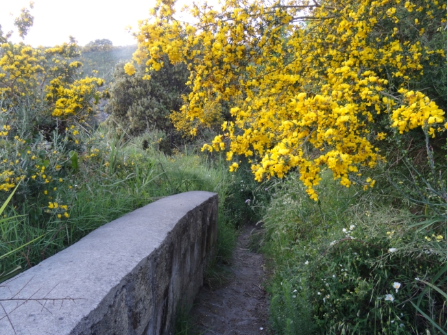 Path through the flowers on Capo Miseno in May