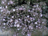 Wild flowers on Capo Miseno