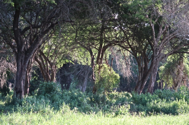 Old trees by a small stream in Tsavo, Kenya